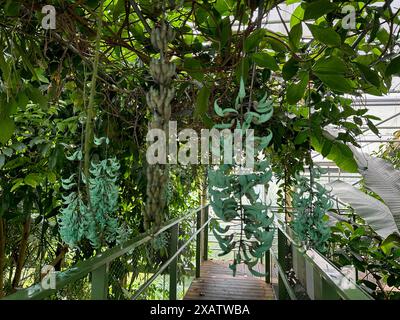 Verschiedene Pflanzen mit grünen Blättern, die im botanischen Garten wachsen Stockfoto