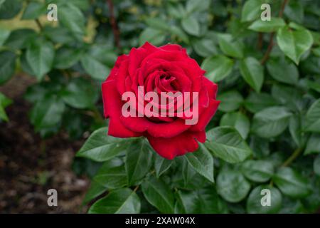Eine Stilettorose, die im Garten wächst. Usa. Stockfoto