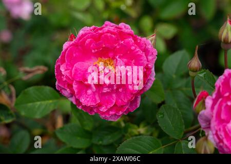 Eine Englands Rose Blume wächst im Garten. Usa. Stockfoto