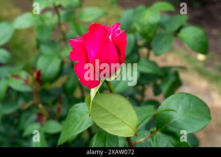 Eine alles meine liebende Rose Blume, die im Garten wächst. Usa. Stockfoto