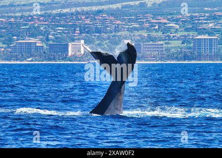 Mächtiger Schwanzschlag durch einen Buckelwal auf Maui. Stockfoto