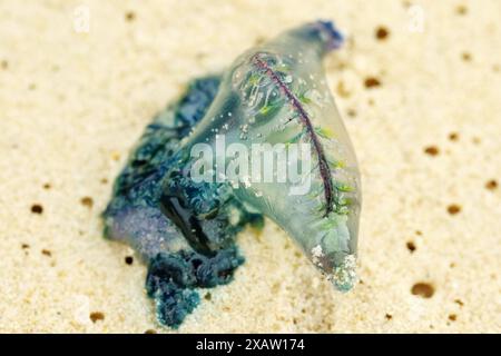 Bluebottle Stinger Qualle, portugiesischer Mann o war wie ein ungewöhnlich geformter blaugrüner Ballon, eine Schwimmgefahr aus nächster Nähe an einem Hafenstrand Stockfoto