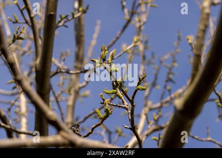 Lange Ohrringe von Walnussblüten während der Blüte, blühende Walnussbäume im Obstgarten Stockfoto