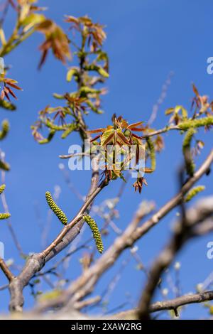 Lange Ohrringe von Walnussblüten während der Blüte, blühende Walnussbäume im Obstgarten Stockfoto