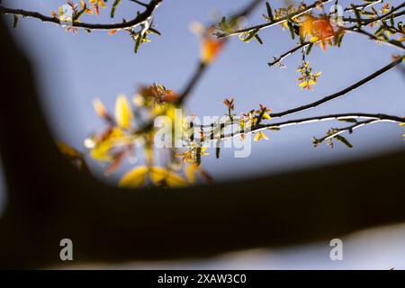 Lange Ohrringe von Walnussblüten während der Blüte, blühende Walnussbäume im Obstgarten Stockfoto