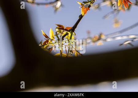 Lange Ohrringe von Walnussblüten während der Blüte, blühende Walnussbäume im Obstgarten Stockfoto