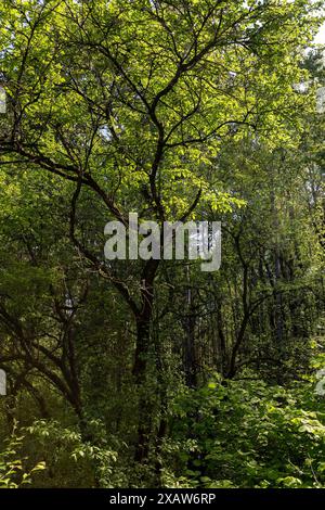 Laubbäume in einem Mischwald im Frühjahr, Tierwelt mit verschiedenen Pflanzen- und Sträuchern Stockfoto