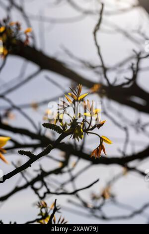 Lange Ohrringe von Walnussblüten während der Blüte, blühende Walnussbäume im Obstgarten Stockfoto