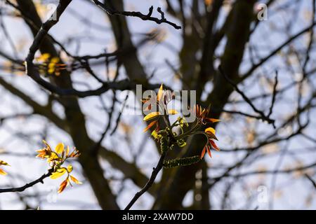 Lange Ohrringe von Walnussblüten während der Blüte, blühende Walnussbäume im Obstgarten Stockfoto