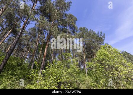 kiefern und Laubbäume in einem Mischwald im Frühjahr, Tierwelt mit verschiedenen Arten von Pflanzen und Sträuchern Stockfoto