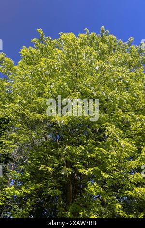 Junges Laub und Blütenstände auf einem Ahornbaum im Frühling, ein schöner Ahorn mit jungen hellgrünen Laub Stockfoto