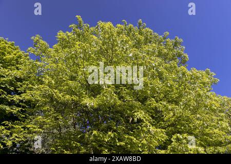 Junges Laub und Blütenstände auf einem Ahornbaum im Frühling, ein schöner Ahorn mit jungen hellgrünen Laub Stockfoto