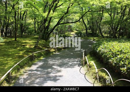 Frisches Grün im Hogon-in Tempel, Kyoto, Japan Stockfoto