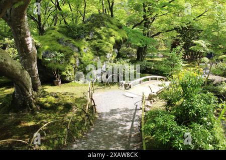 Frisches Grün im Hogon-in Tempel, Kyoto, Japan Stockfoto