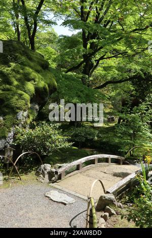 Frisches Grün im Hogon-in Tempel, Kyoto, Japan Stockfoto