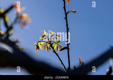 Lange Ohrringe von Walnussblüten während der Blüte, blühende Walnussbäume im Obstgarten Stockfoto