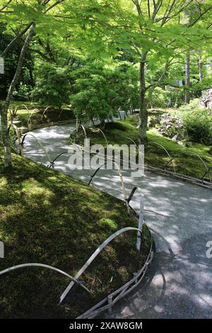 Frisches Grün im Hogon-in Tempel, Kyoto, Japan Stockfoto