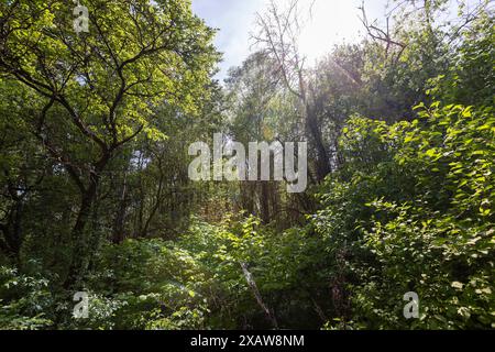 Laubbäume in einem Mischwald im Frühjahr, Tierwelt mit verschiedenen Pflanzen- und Sträuchern Stockfoto