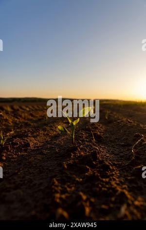 Neue Maissprossen auf einem Feld bei Sonnenuntergang, ein landwirtschaftliches Feld mit Mais während Sonnenuntergang Stockfoto