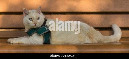 12-jährige männliche Katze, die auf einer Bank chillt. Stockfoto