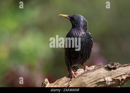 Ein Nahporträt eines Sterns, Sturnus vulgaris, der auf einem alten Baumstumpf thront. Der Hintergrund ist natürlich und unscharf Stockfoto