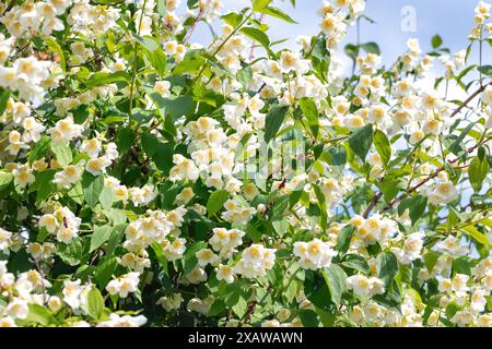 Ein großer Busch blühender Jasmin im Sonnenlicht vor einem unscharfen Himmel. Selektiver Fokus. Stockfoto
