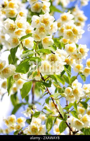 Zweig eines blühenden Jasminstrauchs im Sonnenlicht vor einem blauen Hintergrund. Selektiver Fokus. Vertikales Bild. Stockfoto