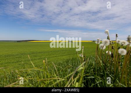 Grüner Weizen auf dem Feld, ein riesiges Feld mit einer Ernte von unreifem Weizen Stockfoto