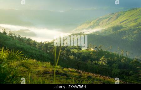 Üppige grüne Hügel mit Nebel und Sonnenlicht am frühen Morgen Stockfoto