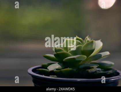 Echeveria „Lime n Chili“-Art Textur und Nahaufnahme mit verschwommenem Hintergrund Stockfoto