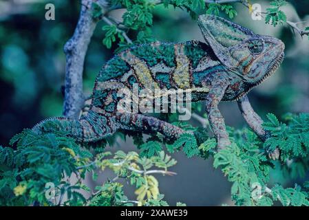 Das verhüllte Chamäleon (Chamaeleo calyptratus) ist eine Art von Chamäleon (Familie Chamaeleonidae), die auf der Arabischen Halbinsel im Jemen und Saudi-Arabien beheimatet ist Stockfoto