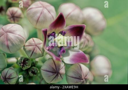 Euphorbia characters ias, die mediterrane Spurge oder albanische Spurge, ist eine für die Mediterra typische blühende Pflanzenart aus der Familie der Euphorbiaceae Stockfoto