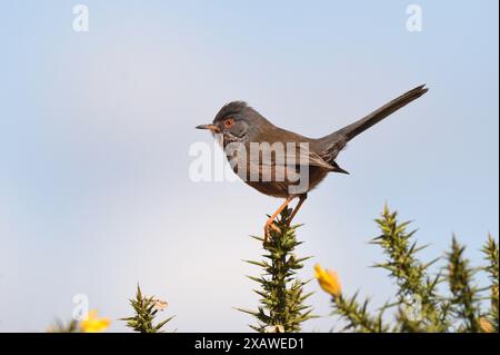 Dartford Warbler stand im Frühjahr auf einem Ginsterstrauch. Surrey, England, Großbritannien. Stockfoto