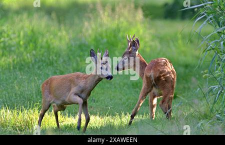 Zwei wilde britische Rehe auf Gras Stockfoto