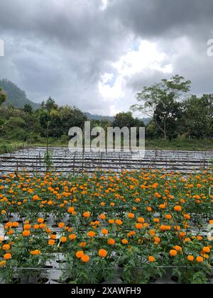 Ein Feld blühender Ringelblumen unter bewölktem Himmel. Die Blüten sind in Reihen mit grünem Laub gepflanzt. Bäume und Hügel sind Visi Stockfoto