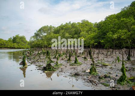 Ein Mangrovenwald mit jungen Mangrovenbäumen, die in matschigem Boden in der Nähe eines Gewässers wachsen. Die Gegend ist üppig mit grünem Laub und der Himmel ist teilweise bedeckt Stockfoto