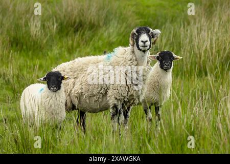 Schaf oder weibliches Schaf mit ihren zwei gut gewachsenen Lämmern, nach vorne im offenen Moorland, Yorkshire Dales, Großbritannien. Horizontal, Platz zum Kopieren Stockfoto