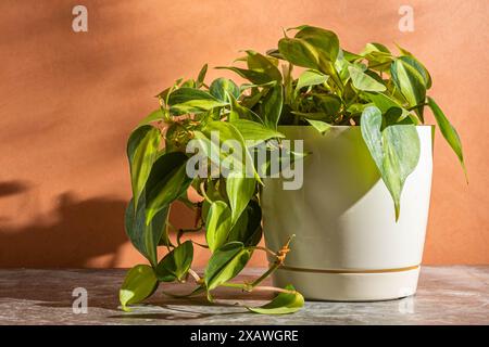 Nahaufnahme Zimmerpflanze Philodendron in einem weißen Topf auf pfirsichfarbenem Hintergrund. Stockfoto