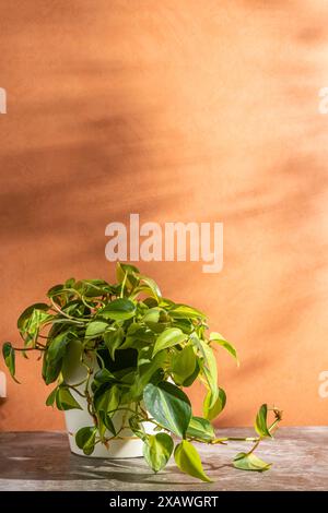 Zimmerpflanzen-Philodendron Brasil in einem weißen Topf auf orangem Hintergrund. Kopierraum und schöne Schatten Stockfoto