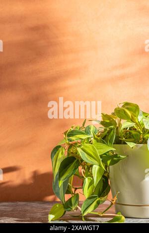 Zimmerpflanze Philodendron Brasil in einem weißen Topf auf pfirsichfarbenem Hintergrund. Kopierraum und schöne Schatten Stockfoto