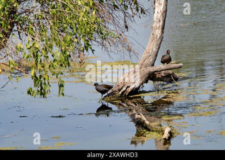 Bharatpur, Indien: Keoladeo-Nationalpark. Das Bharatpur Bird Sanctuary ist ein weltberühmtes Vogel- und Wildtierreservat Stockfoto