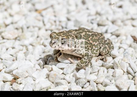 Eine grüne Kröte Bufotes viridis auf weißem Kies Stockfoto