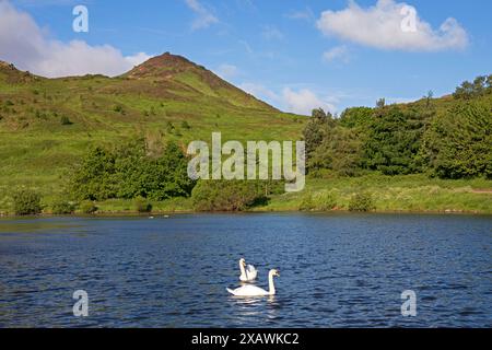 DunsapieLoch, Holyrood Park, Edinburgh, Schottland, Großbritannien. 9. Juni 2024. Im Bild: Zwei stumme Schwäne auf dem abgehackten Wasser des Sees mit Arthurs Sitz im Hintergrund. Temperatue kühl 10 Grad mit NWN-Wind von 20 km/h. Quelle: Arch White/Alamy Live News. Stockfoto