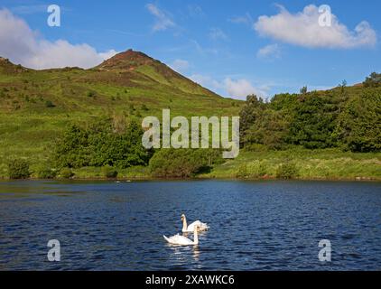 DunsapieLoch, Holyrood Park, Edinburgh, Schottland, Großbritannien. 9. Juni 2024. Im Bild: Zwei stumme Schwäne auf dem abgehackten Wasser des Sees mit Arthurs Sitz im Hintergrund. Temperatue kühl 10 Grad mit NWN-Wind von 20 km/h. Quelle: Arch White/Alamy Live News. Stockfoto