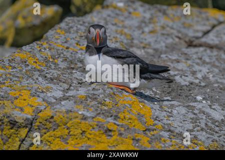 Puffin Atlantic (Fratercula arctica), Shiant Islands, Harris, Western Isles, Schottland Stockfoto