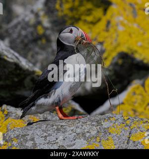 Puffin Atlantic (Fratercula arctica), Shiant Islands, Harris, Western Isles, Schottland Stockfoto