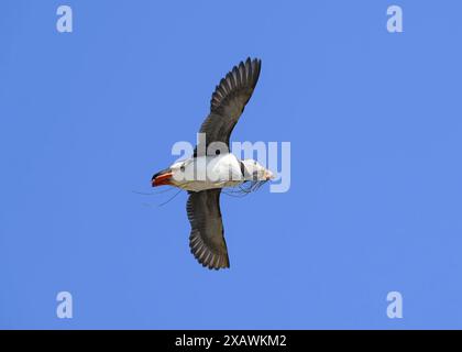 Puffin Atlantic (Fratercula arctica), Shiant Islands, Harris, Western Isles, Schottland Stockfoto