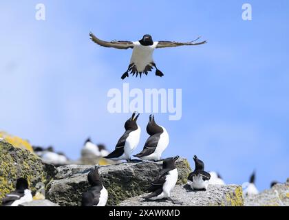 Razorbill (ALCA torda) landet in der Brutkolonie Shiant Islands, Harris, Western Isles, Schottland Stockfoto