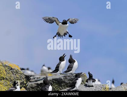 Razorbill (ALCA torda) landet in der Brutkolonie Shiant Islands, Harris, Western Isles, Schottland Stockfoto