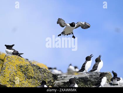 Razorbill (ALCA torda) landet in der Brutkolonie Shiant Islands, Harris, Western Isles, Schottland Stockfoto